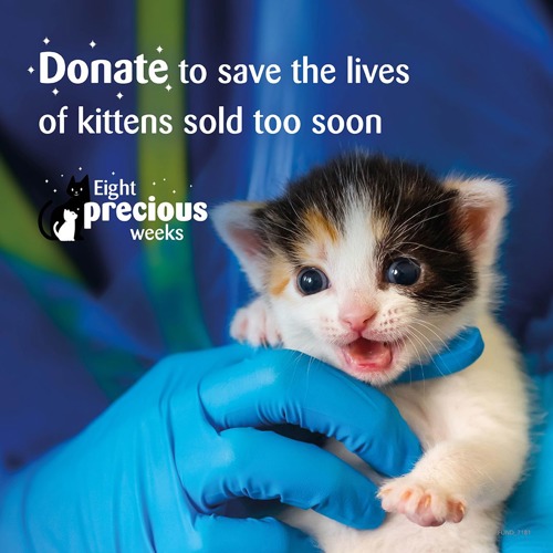 tortoiseshell-and-white newborn kitten held in blue gloved hand with text saying 'Donate to save the lives of kittens sold too soon. Eight precious weeks.'