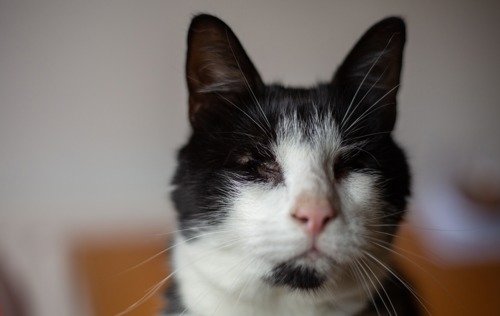 close-up of black-and-white cat with eyes missing