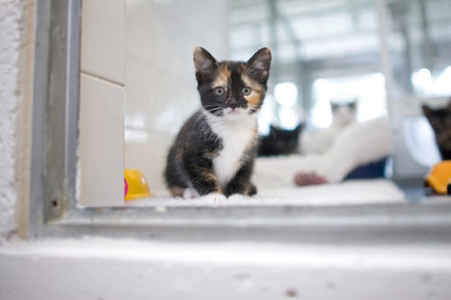 tortoiseshell-and-white kitten behind glass window of a cat pen