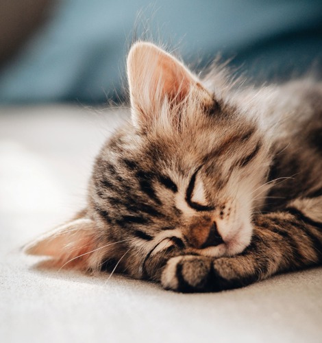 brown tabby kitten asleep with head resting on front paw