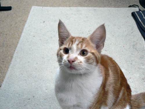 ginger-and-white tabby cat