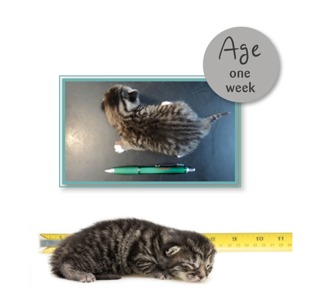 Kitten Ageing Chart | Advice on Kittens | Cats Protection