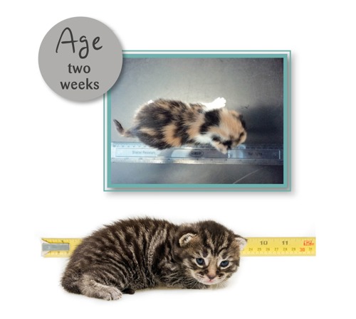 Kitten ageing chart | Advice on kittens | Cats Protection