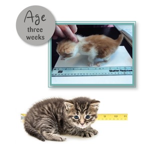 Kitten ageing chart | Advice on kittens | Cats Protection