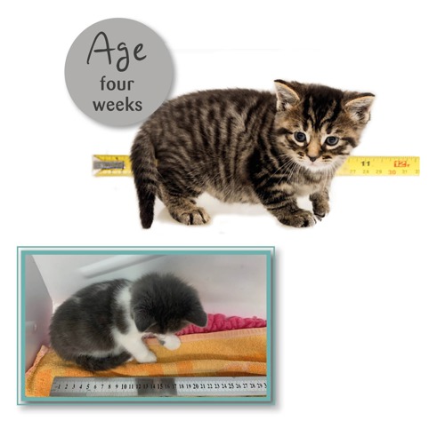 Kitten ageing chart | Advice on kittens | Cats Protection
