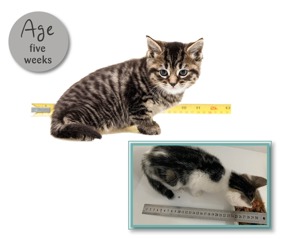 Kitten ageing chart | Advice on kittens | Cats Protection