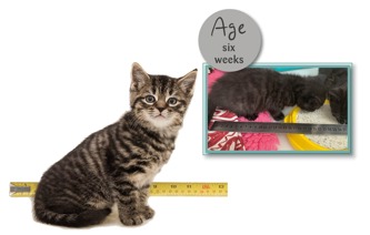 Kitten ageing chart | Advice on kittens | Cats Protection