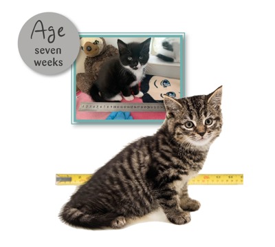 Kitten ageing chart | Advice on kittens | Cats Protection
