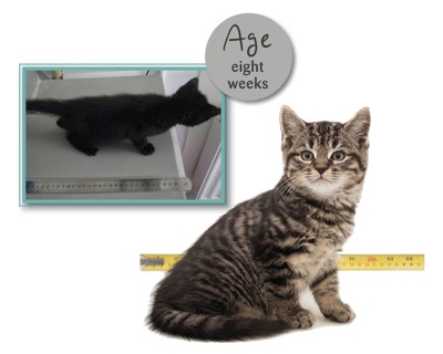 Kitten ageing chart | Advice on kittens | Cats Protection