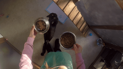 woman holding two bowls of cat food for black cat
