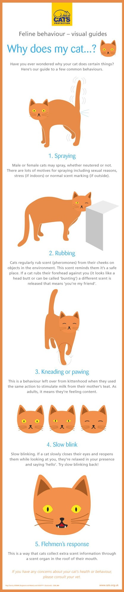 Cats Protection why does my cat information graphic