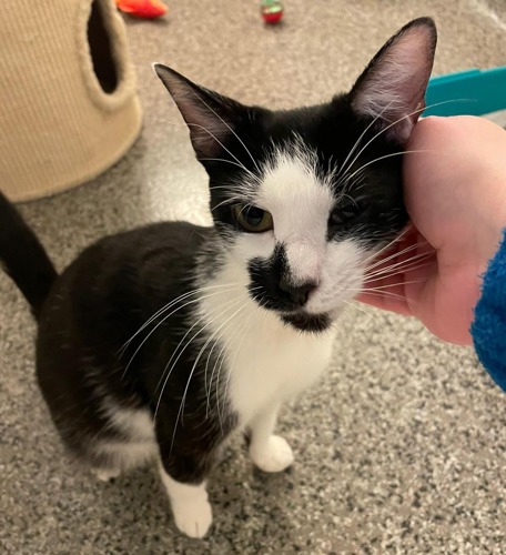 black-and-white cat being scratched behind the ear by human hand