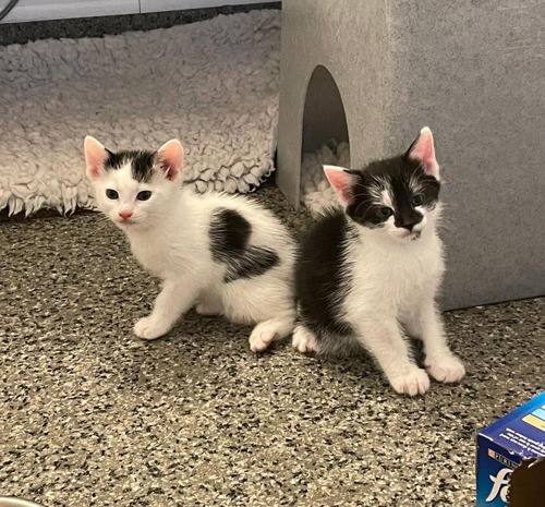 two black-and-white kittens