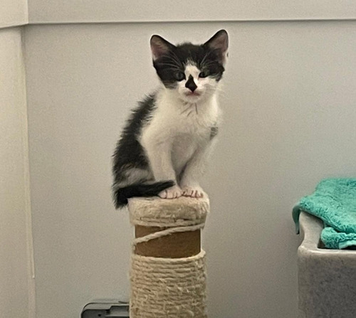 one black-and-white kitten sitting on top of scratch post