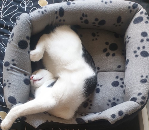 black-and-white cat lying in twisted position on its back inside grey cat bed with paw print pattern