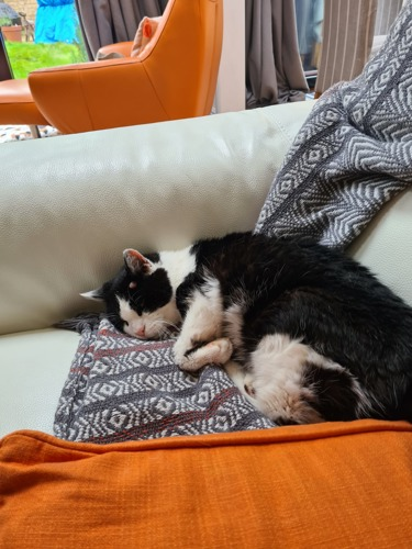 black-and-white cat sleeping on grey sofa