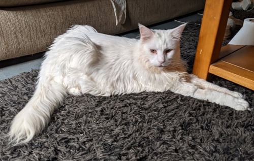 long-haired white cat lying on grey rug