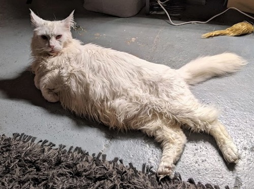 long-haired white cat lying on grey concrete floor