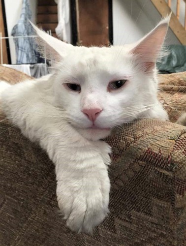 white cat with chin and front paw resting on arm of sofa