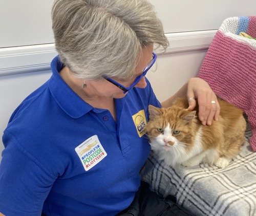 ginger-and-white long-haired cat sat on grey blanket being stroked by woman with short grey hair wearing blue t-shirt with People's Postcode Lottery and Cats Protection logos