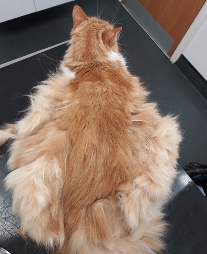 top-down view of the back of ginger cat with very matted fur