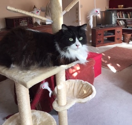 black-and-white long-haired cat sat on perch on cat tree