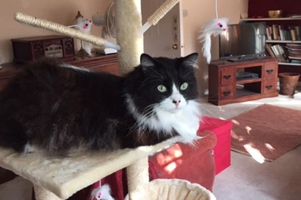 Diabetic cat finds the perfect home after a year in care