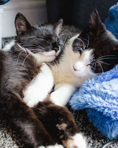 two black-and-white cats sleeping cuddled up with each other