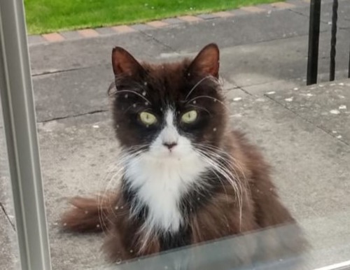 long-haired black-and-white cat looking at camera through a window