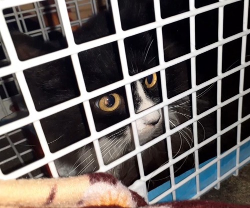 black-and-white cat inside wire mesh cat trap