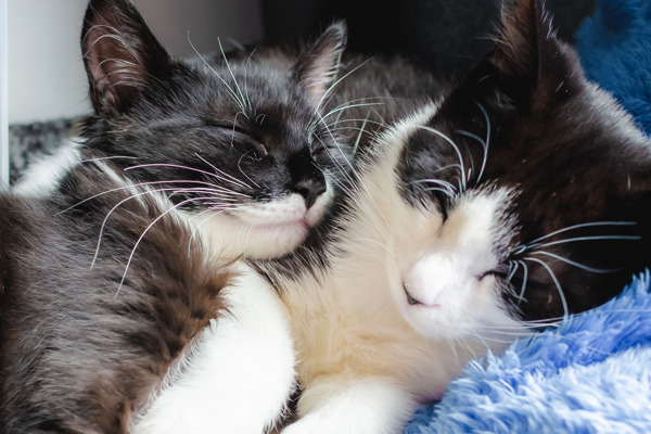 Kittens rescued from garden hedge become advent calendar stars
