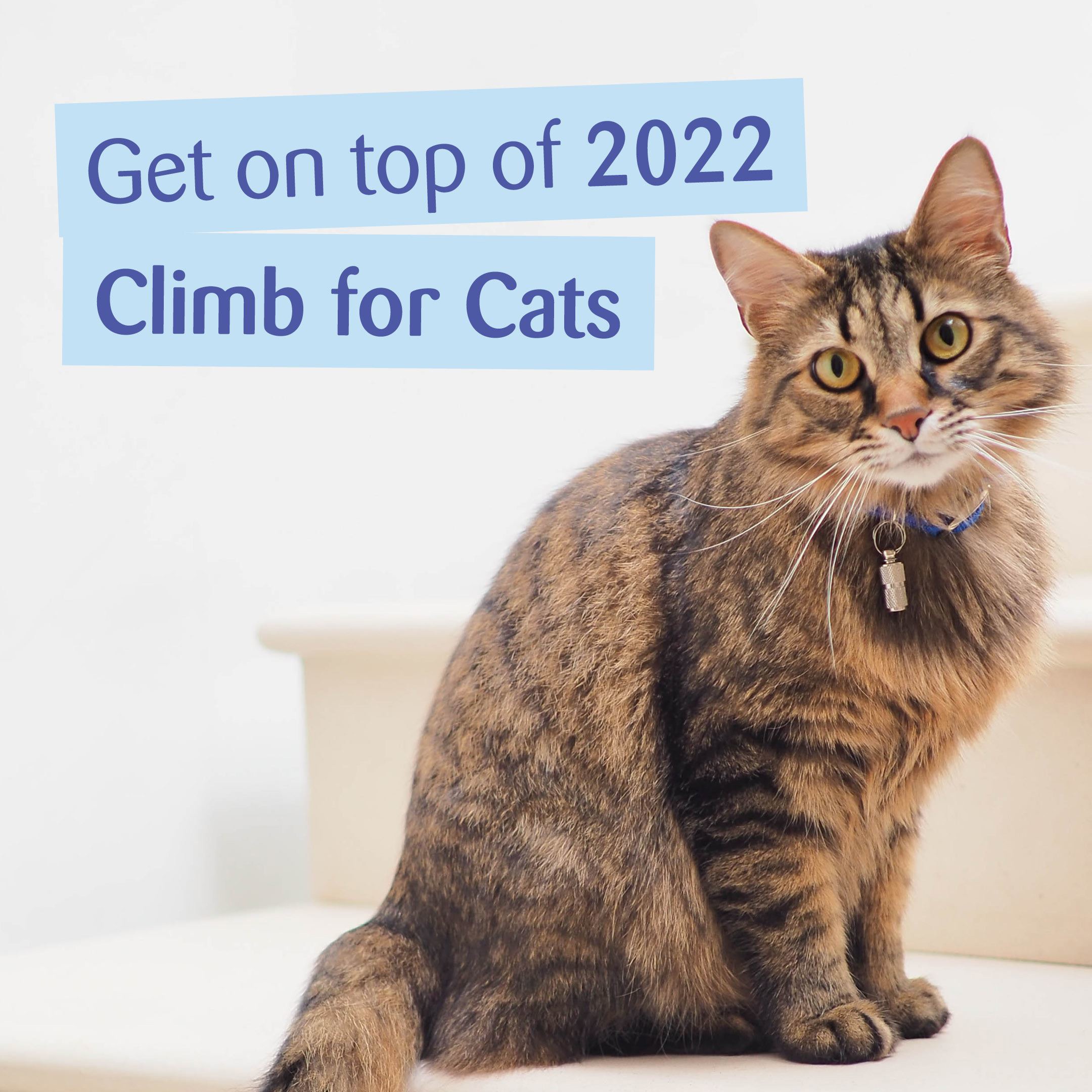 Climb for Cats challenge