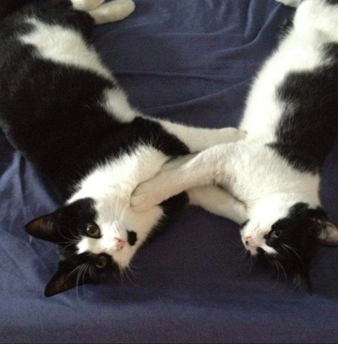 two black-and-white cats lying on blue blanket