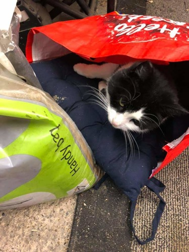 black-and-white cat lying inside red carrier bag