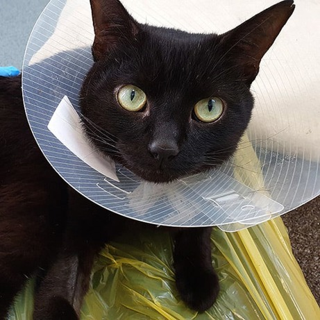 Romeo the cat in his surgical cone
