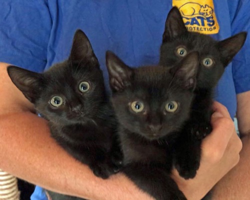 three black kittens being held by person wearing blue t-shirt with Cats Protection logo