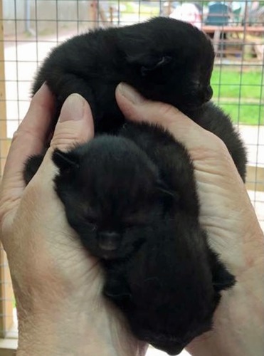three newborn black kittens being held in human hands
