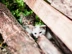 Two feral cats hiding