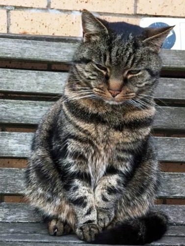 brown tabby cat sitting on wooden bench