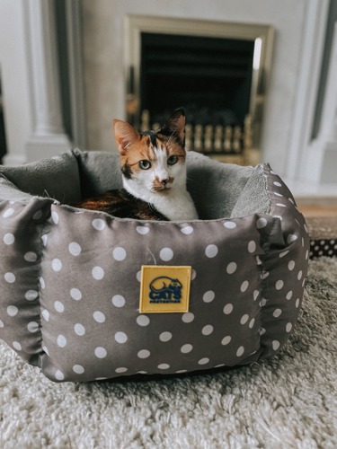 tortoishell-and-white cat sat inside grey cat bed with white polka dots and Cats Protection logo on the side