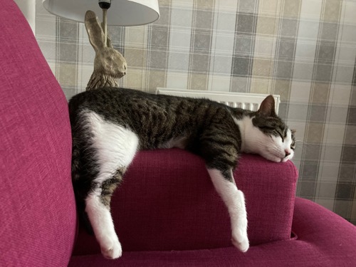 brown-and-white tabby cat asleep on the arm of pink sofa with legs hanging down