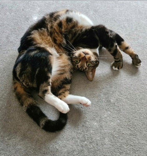 brown-and-white tabby cat lying on floor with head upside down