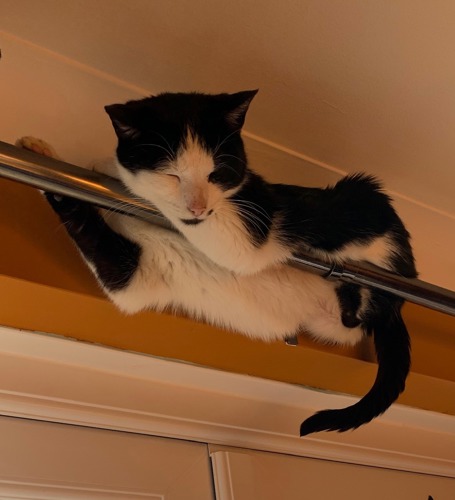 black-and-white cat balanced on top of metal curtain rail