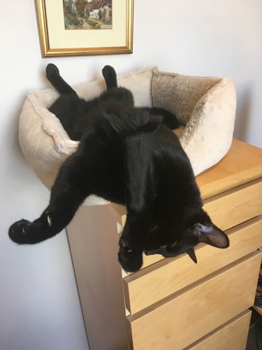 black cat lying on its back, half in and half out of a beige cat bed