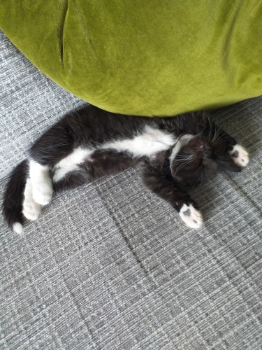 black-and-white kitten lying on its back on grey sofa with legs stretched out