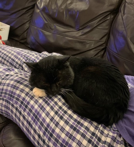 black-and-white cat curled up asleep on lap of person wearing purple checked trousers