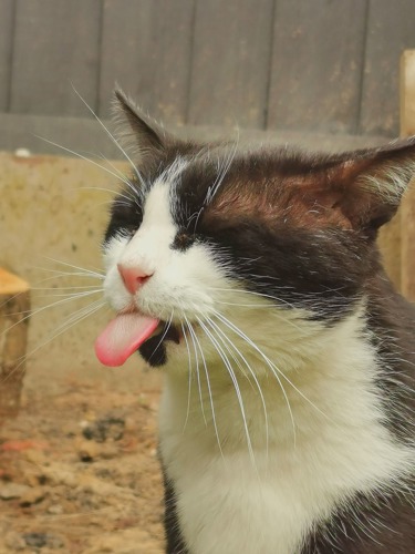 black-and-white cat sticking tongue out