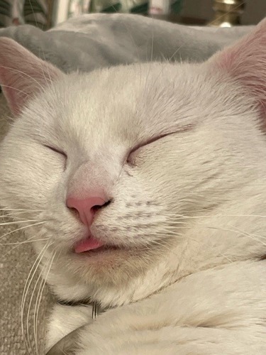 White cat asleep with pink tongue sticking out