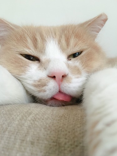 ginger-and-white cat with tongue sticking out