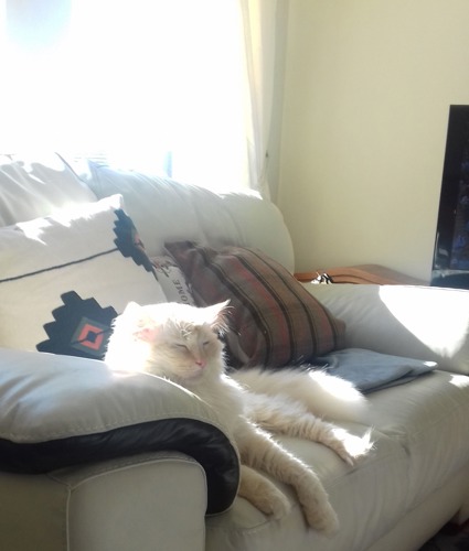 long-haired white cat sitting on grey sofa in patch of sunlight coming through the window